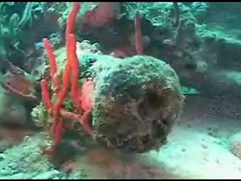 Diving the British Virgin Islands