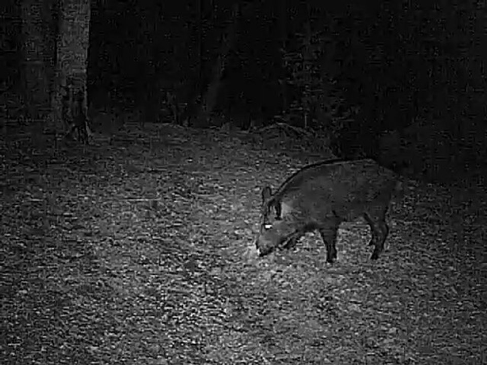 premiere prise des cameras infrarouge