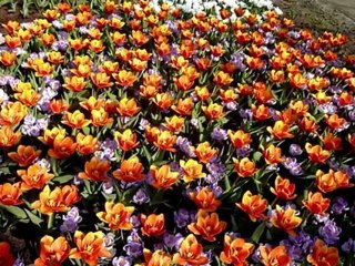 A cor e a beleza das tulipas