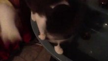 MIA