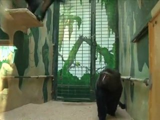 Arrivée d'une nouvelle femelle cercopithèque de Hamlyn