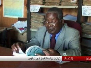 تراجع زراعة التبغ في مالاوي