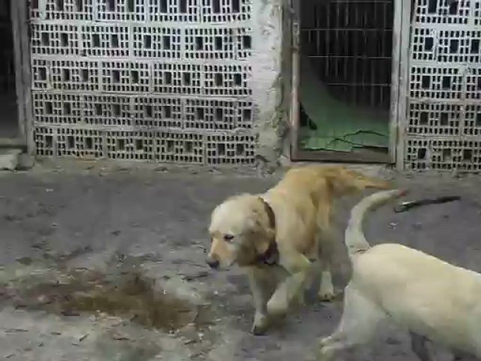 KÖPEK ÇİFTLİĞİ