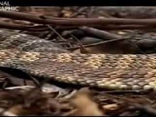 Posiblemente, los 12 animales más peligrosos - 6 7