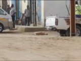 Campagne d'élimination des chiens à Nouakchott : Des tirs en pleine ville, en plein jour
