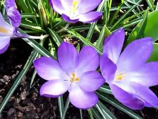 World's largest bulb garden opens in Netherlands