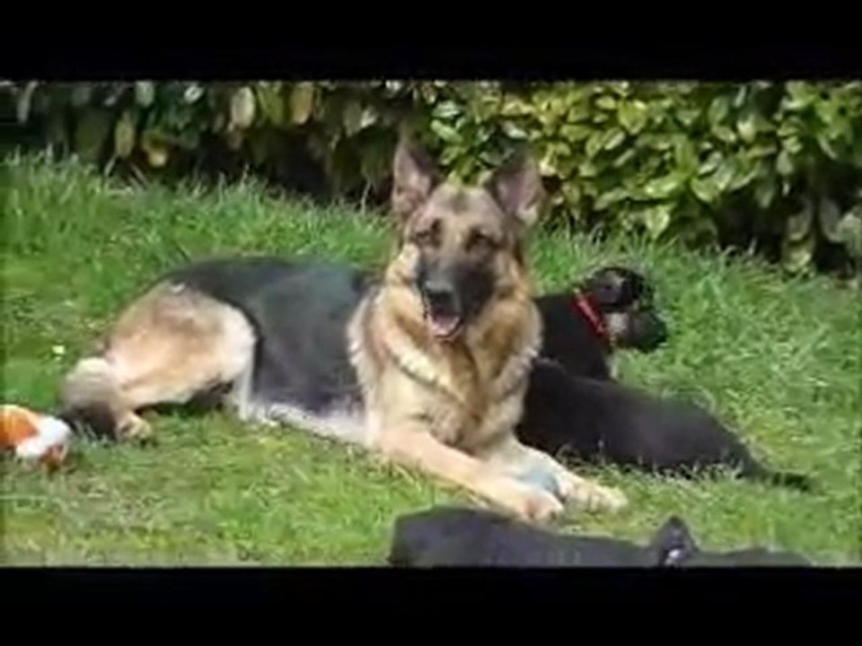 Béryl avec ses bébés et ceux d'Elka