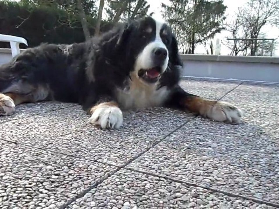 Les 11 ans et demi de Zoum