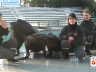 Manue avec ses otaries