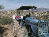 مزارعو الزيتون في اسبانيا قلقون