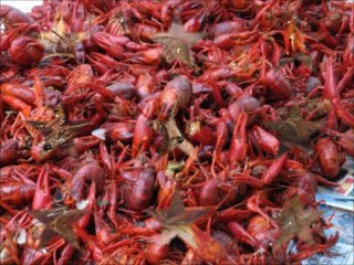 LIVE Louisiana Crawfish