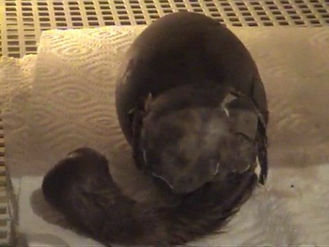 The birth off the Siberian Crane by Harry Geurts -Europeancranefoundation c 2012 Belgium