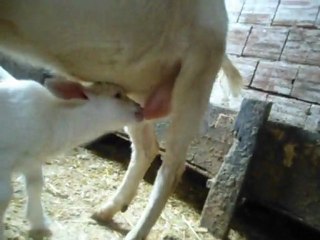 Anne sütü bambaşka tadına doyamıyor...www.beyazkeci.com