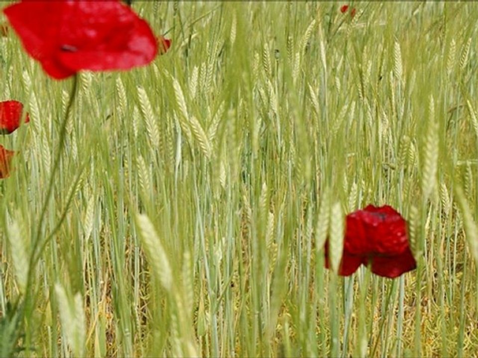 Süleyman Kırca - Ağır Yürü (Arguvan)