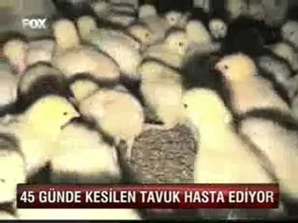 Fox 22 M WWWOLAYWEBCOM