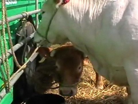 VESOUL : DEUX GÉNISSES DU GAEC GROSSETETE SELECTIONNES AU CONCOURS AGRICOLE DE DIJON SUR LE PARKING D'INTERMARCHÉ