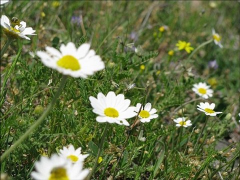 Süleyman Kırca - Kekliğin Merisi
