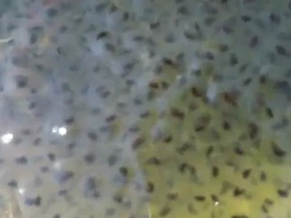 ZOOM0011 (2)oeufs de grenouilles ..évolution..