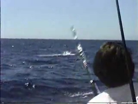 Hawaii Fishing Videos 500 + LB BLue Marlin Tagged