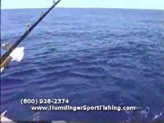 Kona Hawaii Fishing Videos on the Humdinger