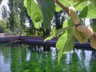 İsmail Özden - Nesini Sorarsın