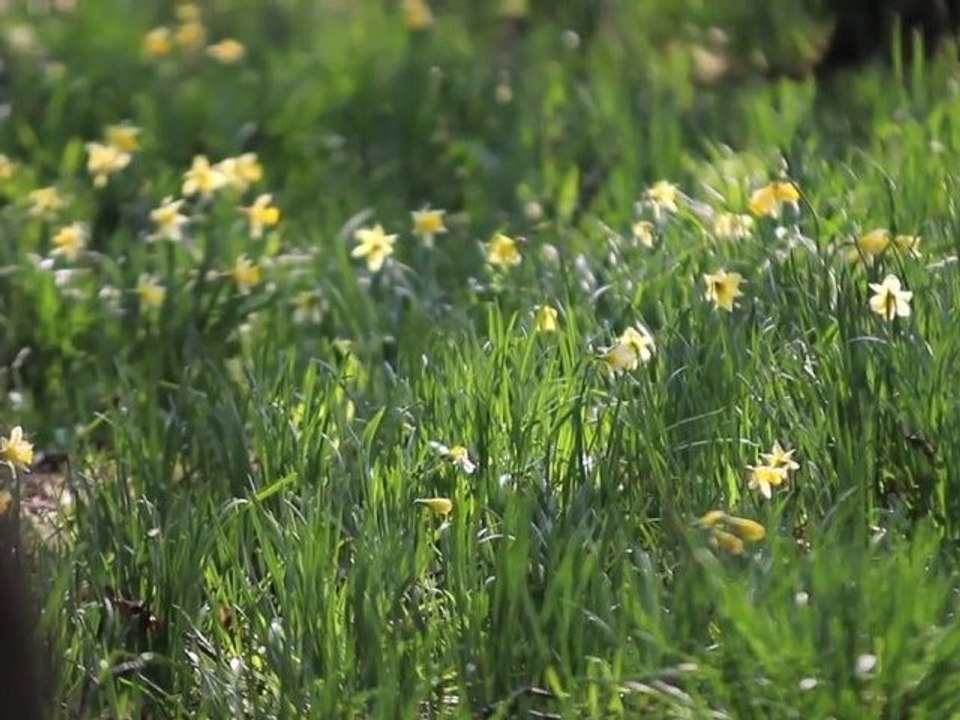Le spectacle des jonquilles au Bois de Cise