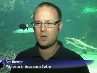 Angst vor Serienkiller-Hai in Australien