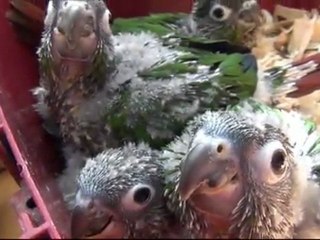 Vogels Pyrrhura Molinae