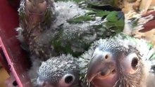 Vogels Pyrrhura Molinae