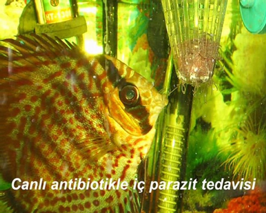 DİSCUS ÇALIŞMALARIM