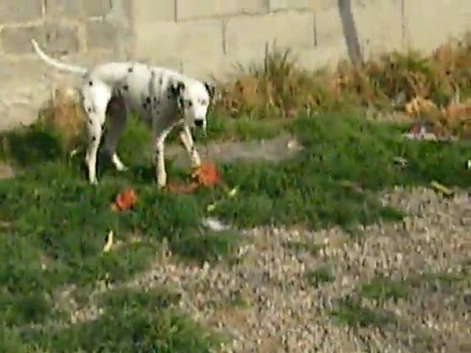 video fleche 005