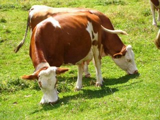 simental KAYALAR DANIŞMANLIK (0248)2341177