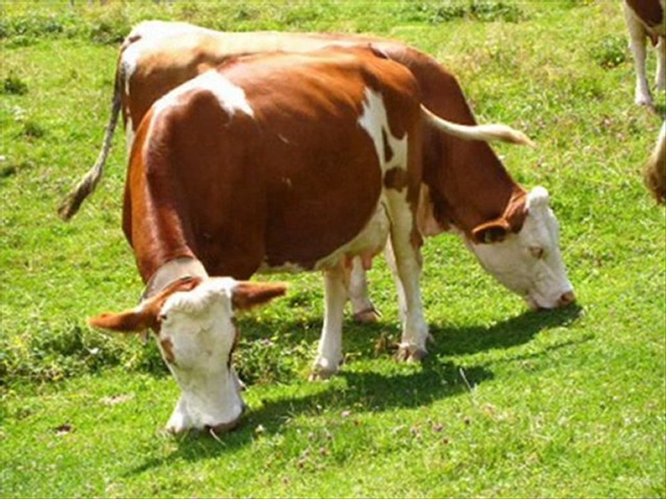 simental KAYALAR DANIŞMANLIK (0248)2341177