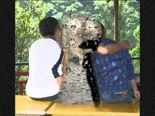 Gölge - Yağan Yağmur