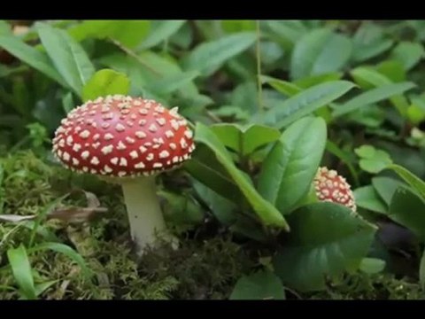 Hırçın Bir Dere Fırtına [Fragman] - Yönetmen : Coşkun Oğuz NAMLI