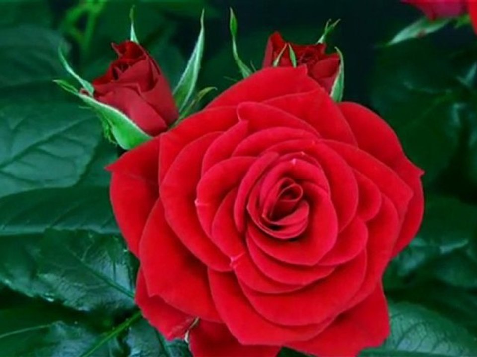 Flower Blooming