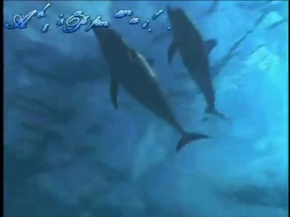 JULIO IGLESIAS(Dolphine Tango)