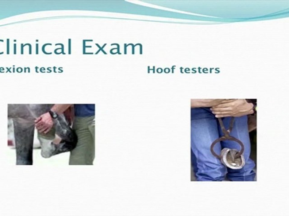 Horse Care series: Navicular Disease Seminar Part 1