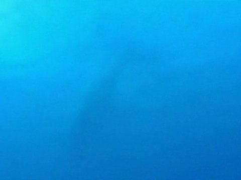 Baleine à Bosse en plongée