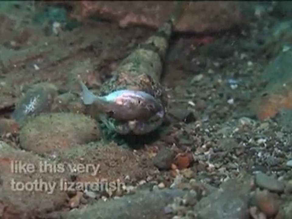 The Toby and the Lizardfish 1
