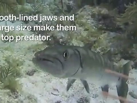 Scuba Diving - Dressed to Kill