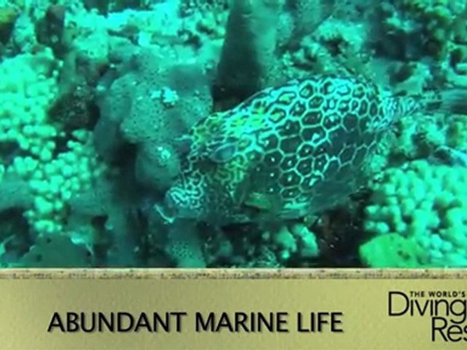 Blue Waters Inn: Some of the Caribbean's best diving