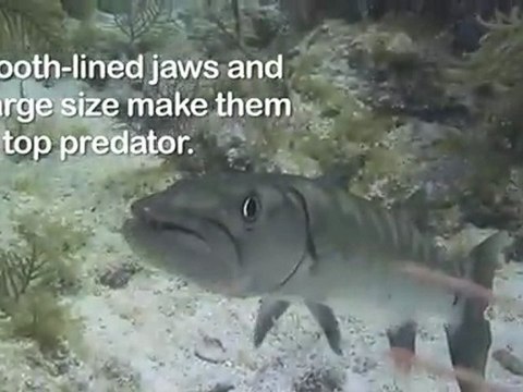 Critter Hunt: Dressed to Kill