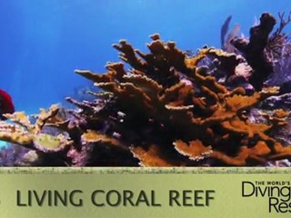 Atlantis Dive Center