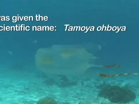 Critter Hunt: Box Jellyfish