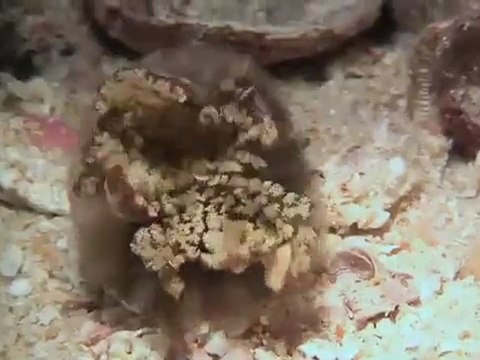 Critter Hunt: Mr Crab's Wild Ride