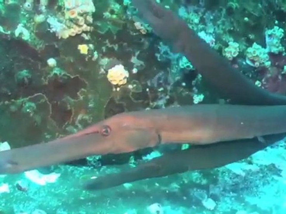 Exploring the Socorro Islands aboard the Baja Aggressor