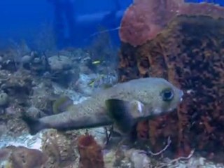 Diving