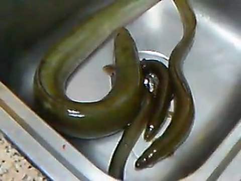 anguila -yilan baligi