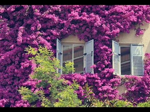 SAMİME SENAY BİR İLKBAHAR SABAHI